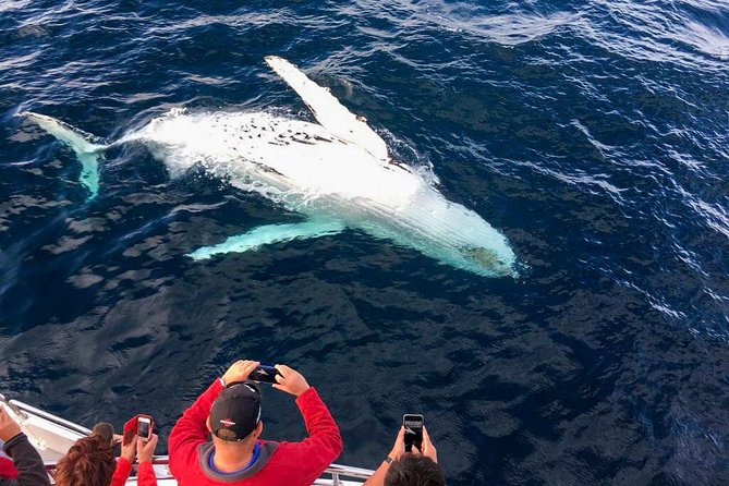 Whale Watching Boat Tour From Galle - Cancellation Policy