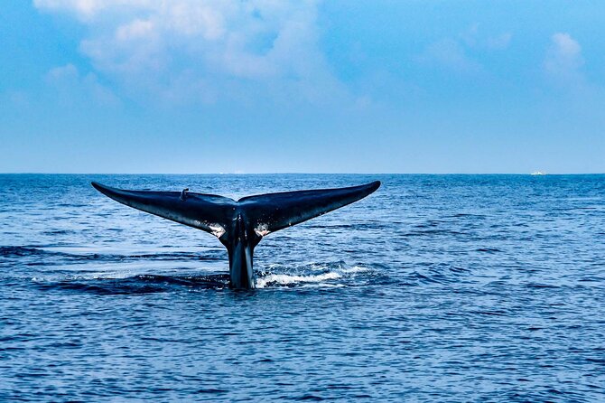 2 Best Whale Watching Experiences In Hikkaduwa
