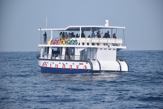 Whale Watching Galle With Pickup & Drop