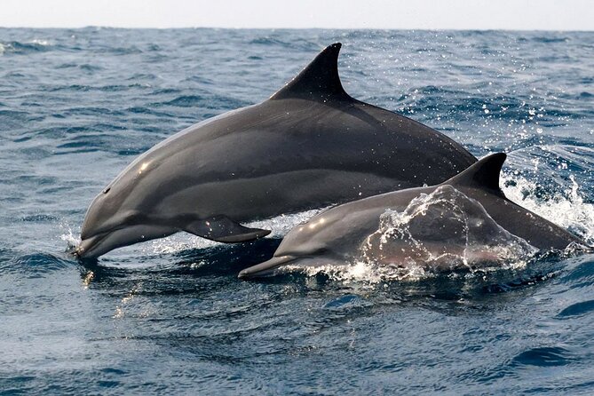 Whale Watching Shared Boat Tour From Bentota - Tour Location and Experience