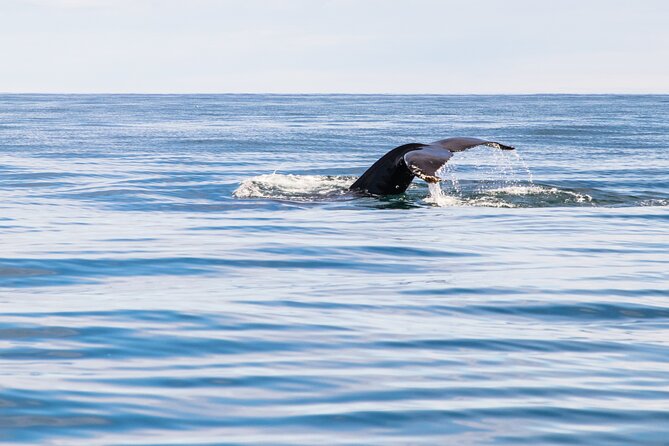 Whale Watching Tour From Akureyri City Central - Amenities Included