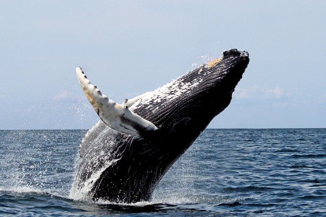 Whales Watching in Pacific Sea of Colombia
