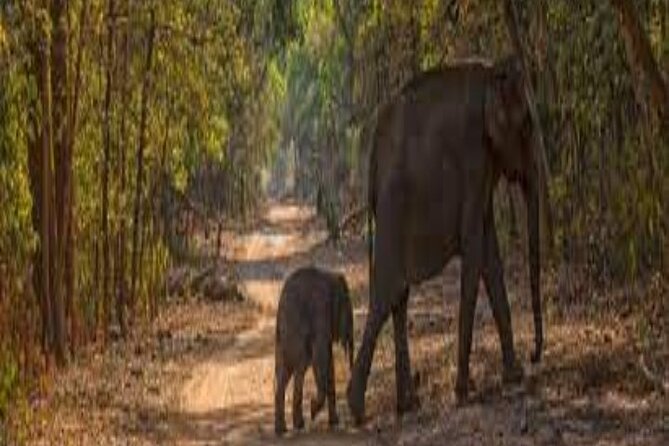 Wild Life Tour (JimCorbett 2Night) by Happyweekands.com