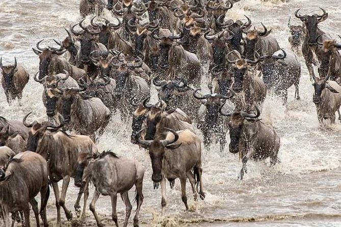 Wildebeest Migration at Masai Mara - Migration Routes and Patterns