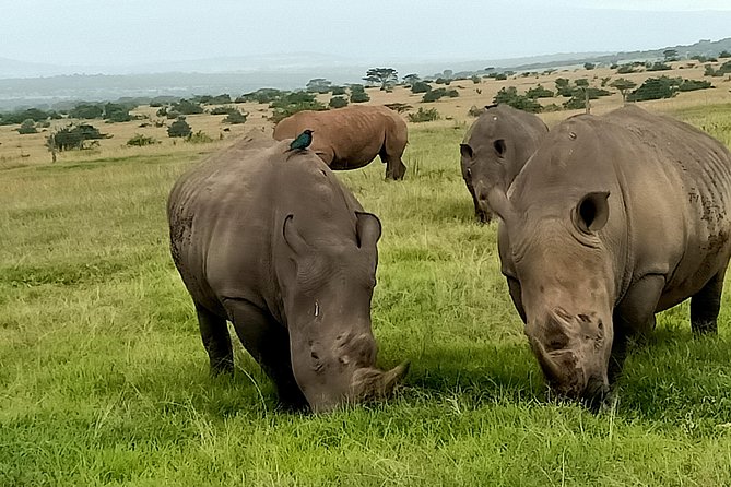Wildlife Safari & Conservation Projects - Overview of Wildlife Safaris