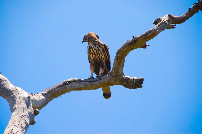 Wildlife Tour Covering Birds, Mammals and Whales (21 Days) - Itinerary Highlights