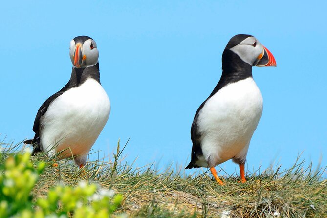 Wildlife Whale Watching and Puffin Tour in Reykjavik