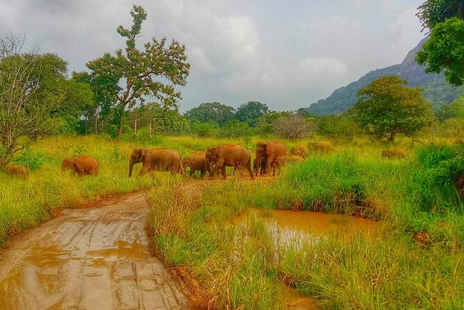 Wilpattu National Park Excursion - Meeting and Pickup Details