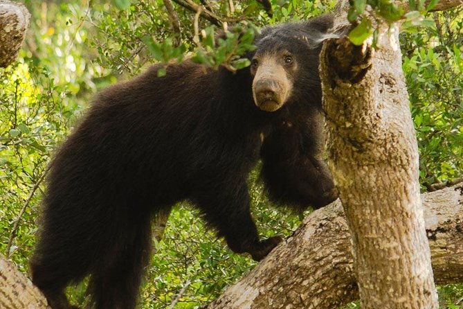 Wilpattu National Park Private Safari (All Inclusive) From Negombo - Wildlife Encounter Highlights
