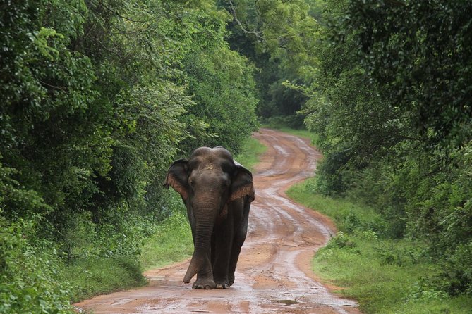 Wilpattu National Park Private Safari