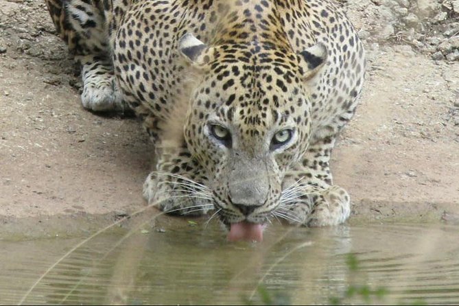 Wilpattu National Park Ticket With Jeep Safari & Transfers - Tour Highlights