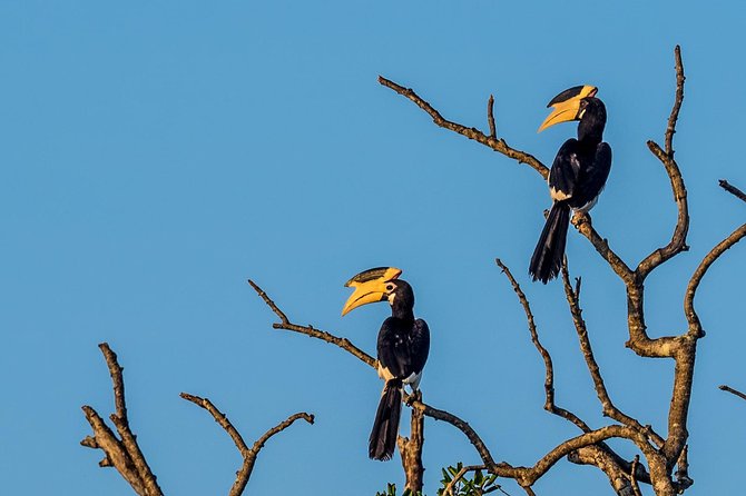 Wilpattu National Park Tour From Bentota With Jeep SAFARI