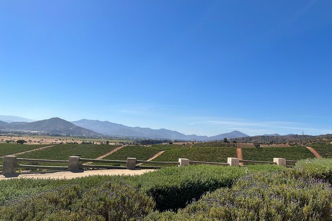 Wine Tasting Tour to Casablanca Valley (Wine Region) - Casablanca Valley Wine Tasting Experience