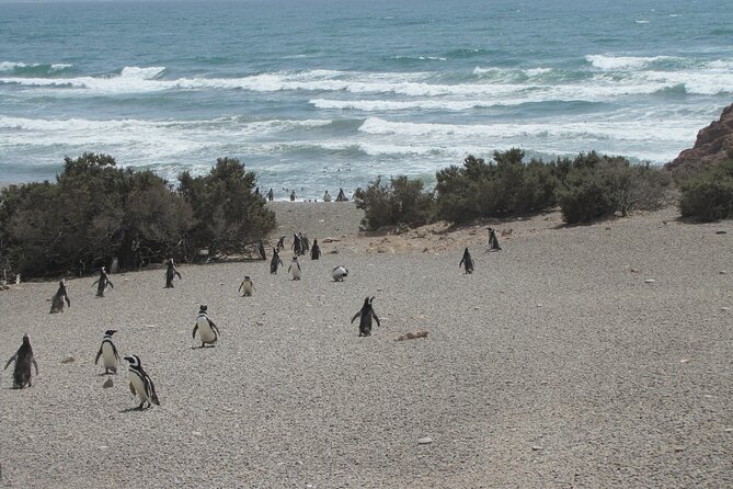 Wonderful Punta Tombo Penguin Rookery Tour
