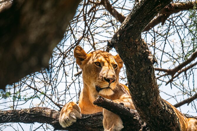 Wonders of Nature: 5-Day Tanzania Wildlife Safari Adventure - Safari Highlights