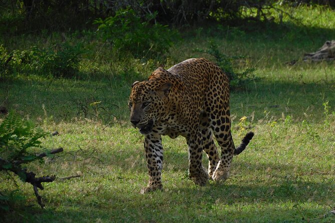 Yala Block 6 (Lunugamwehera) Safari PRIVATE TOURS