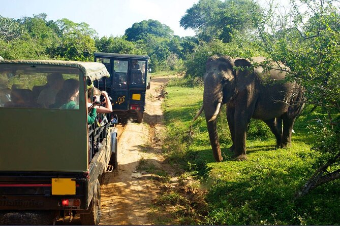Yala Jeep Safari Tour From Yala