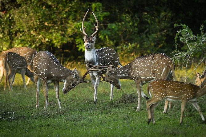 Yala National Park Full Day Safari From Hambantota Cruise Terminal
