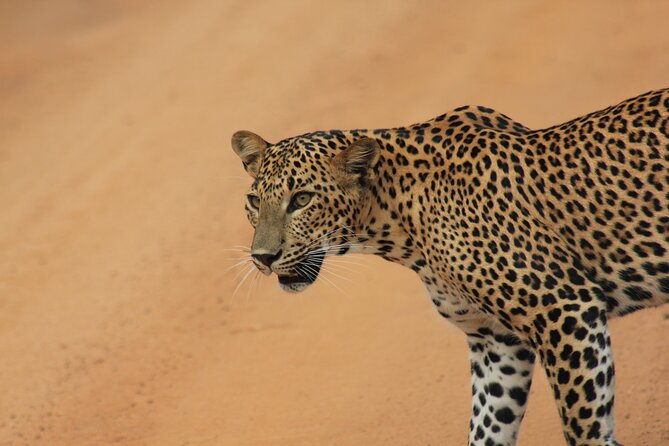 YALA National Park Full Day Tour With Breakfast and Lunch - Tour Highlights