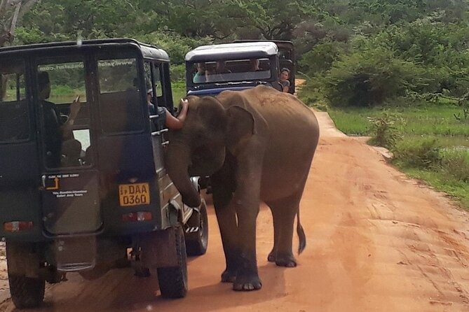 Yala National Park Half Day Safari From Colombo. - Operating Company Information