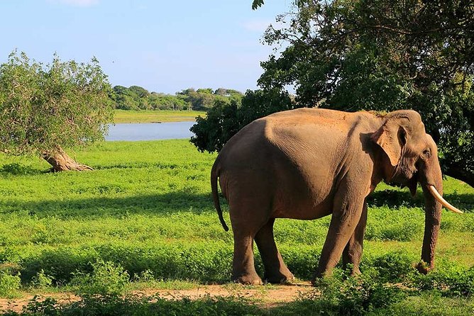 Yala National Park Safari From Bentota - Logistics