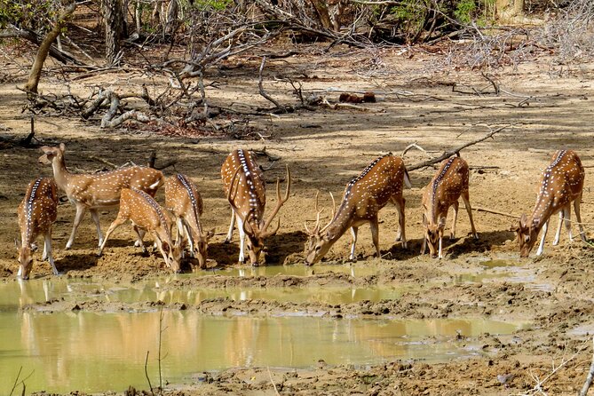Yala National Park Safari From Bentota