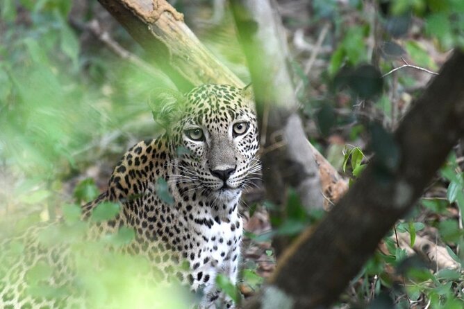 Yala National Park Safari From Galle