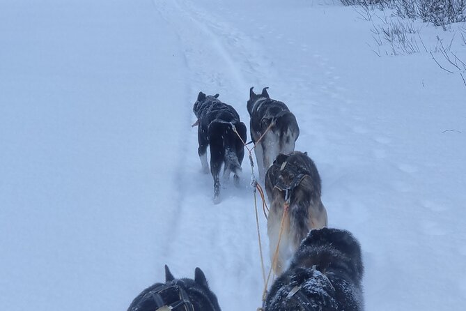2 Day Overnight Cabin at the Kennel With Dog Sledding in Alta - Good To Know