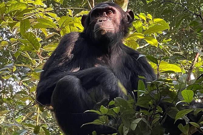 2-Day Private Chimpanzee Trekking Safari in Kibale Forest Park - Good To Know