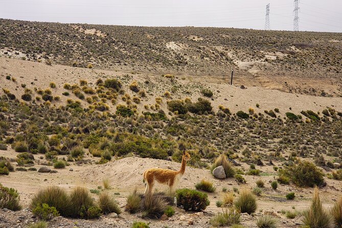 2 Day Tour to Colca Canyon - Good To Know