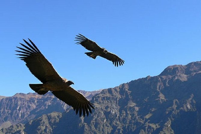 2 Days 1 Night Colca Canyon Tour From Arequipa - Good To Know