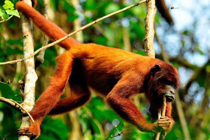 2 Days 1 Night - Tambopata Jungle - Good To Know