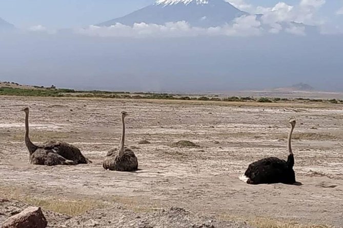 2 Days Amboseli All Inclusive Safari - Good To Know