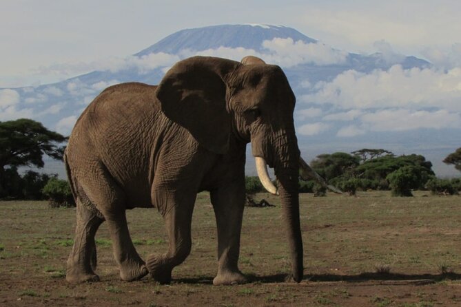 2 Days Amboseli Express Deluxe Tours - Good To Know