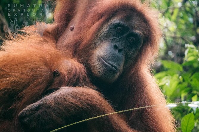 2 Days and 1 Night Ethical Jungle Trek - Good To Know