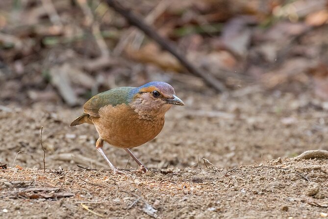 2 Days Dalat Bird Watching Tour