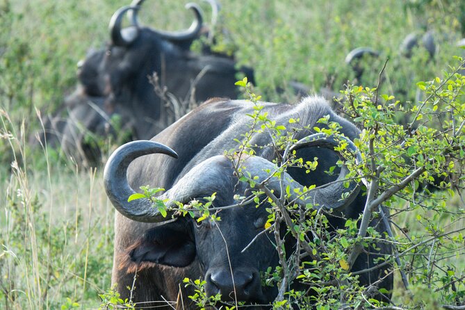 2 Days Maasai Mara National Reserve Private Safari From Nairobi - Good To Know