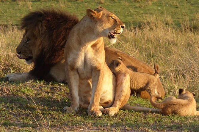 2 Days Masai Mara Budget Safaris - Good To Know