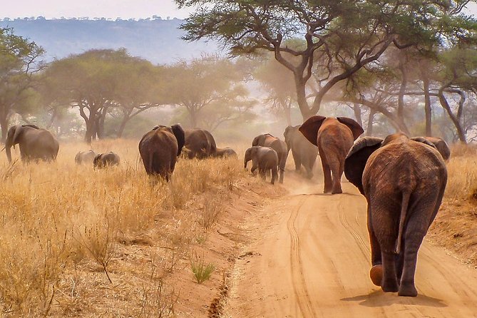2-Days Tarangire National Park & Ngorongoro Crater Safari
