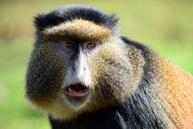 2 Days Twin Lakes and Golden Monkeys Adventure(2days & 1night) - Good To Know