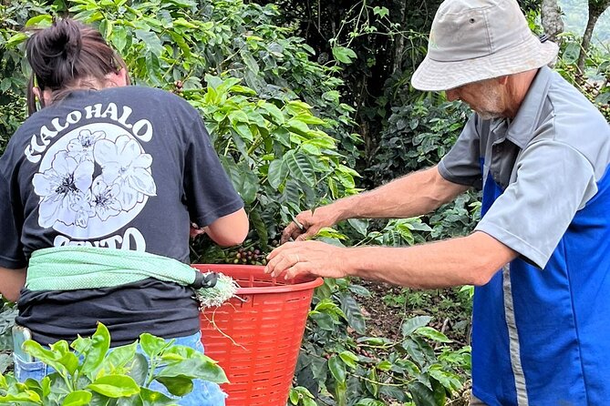 2-Hour Cabanisi Coffee Farm Activity - Good To Know