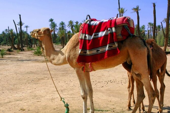 2 Hour Camel Ride in Marrakech - Good To Know
