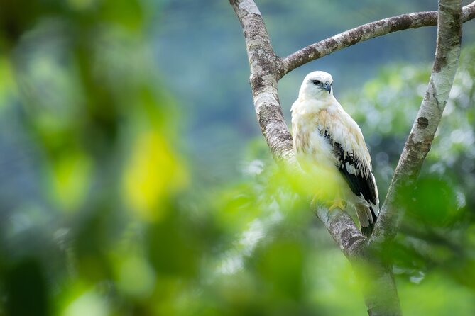 2-Hour Chachagua Rainforest - Birdwatching Tour - Good To Know