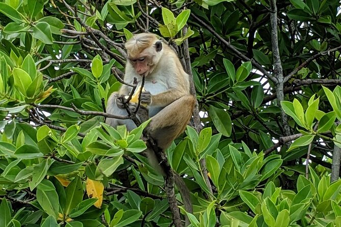 2 Hours Lagoon Tour to Monkey Island - Good To Know