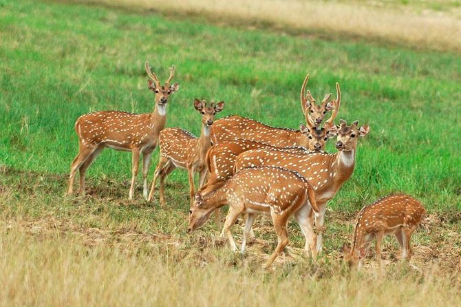 2 Nights Luxury Wild Experience in Leopard Nest With Return Transfers - Wildlife Tour Highlights