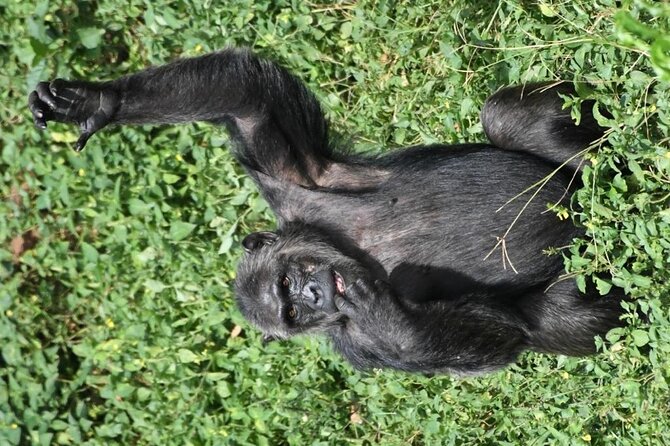 1 Day Chimpanzee Tracking in Budongo Forest and Kaniyo Pabidi - Meeting and Pickup Details