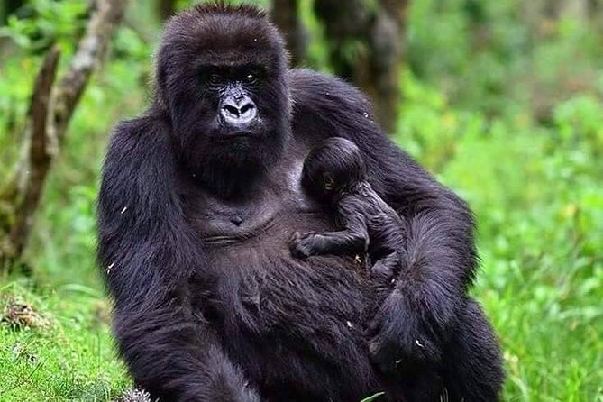1 Day Gorilla Trekking - Important Information for Participants