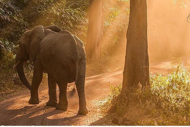 1 Day Lake Manyara Private Experience - What To Expect
