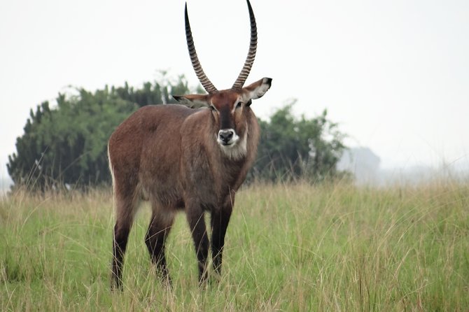 1 Day Lake Mburo Nature Safari Holiday Tour - Tour Description