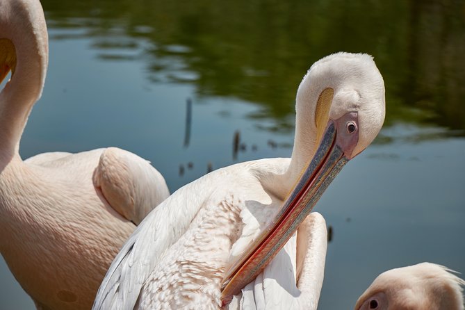 1 Day Lake Naivasha & Hells Gate National Park Tour - Itinerary Overview